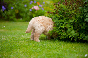 Harvey by Deb Fletcher