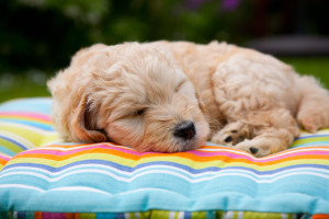 Harvey by Deb Fletcher