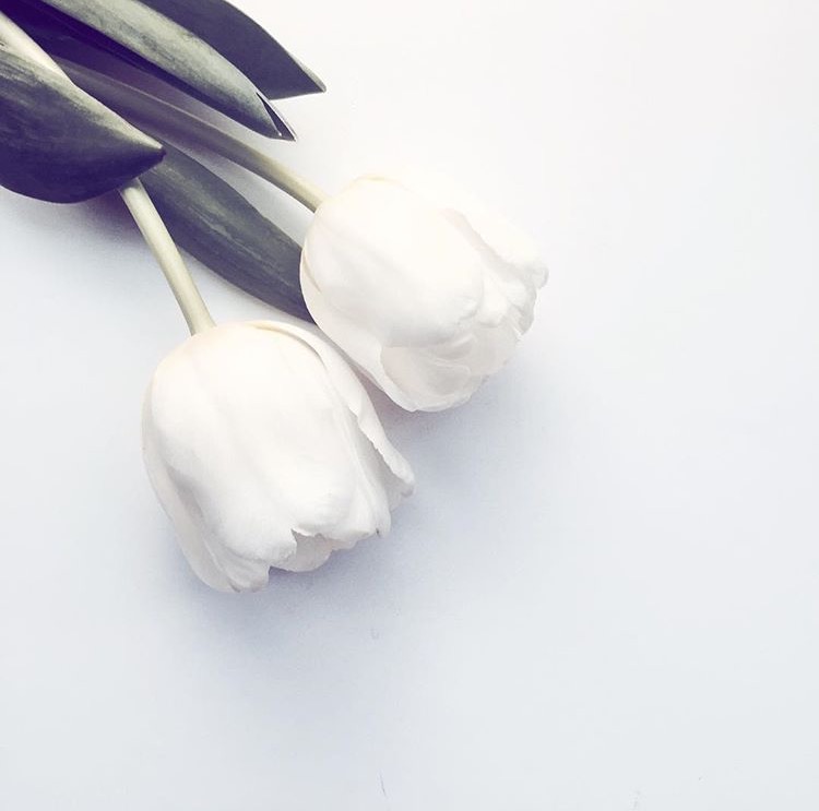 tulips flat lay