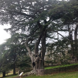 Blenheim Place The Harry Potter Tree