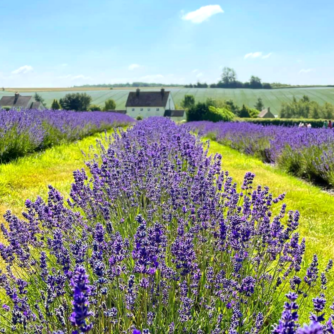 2021 A Year in Review 7 Suzie Speaks